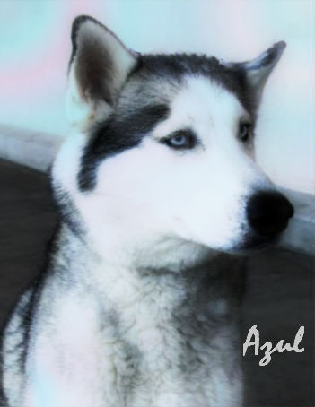 I am Azul, and I am looking for a home