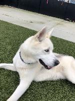 I am Balto, and I am looking for a home