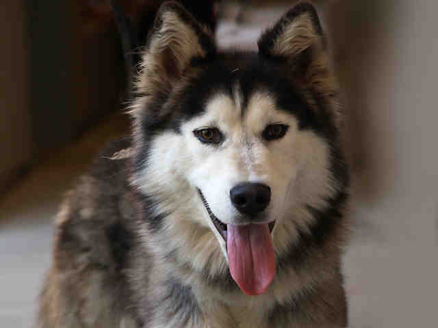 I am Balto, and I found a home!