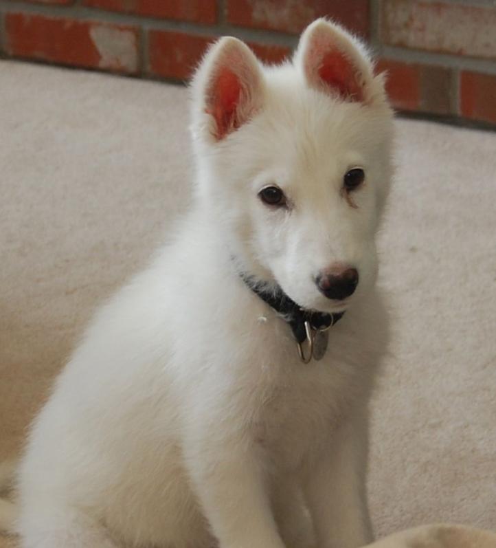 I am Bear, and I found a home!