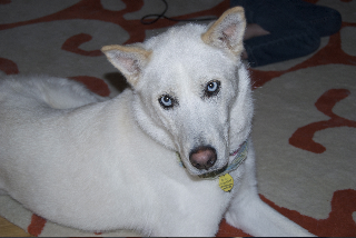 I am Beatrice, and I am looking for a home