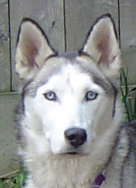 I am Blue, and I am looking for a home