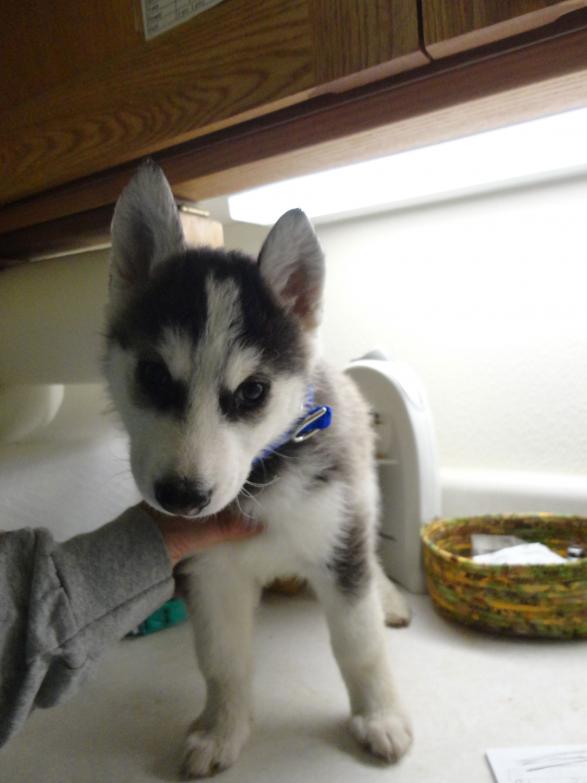 I am Blue Collar, and I found a home!