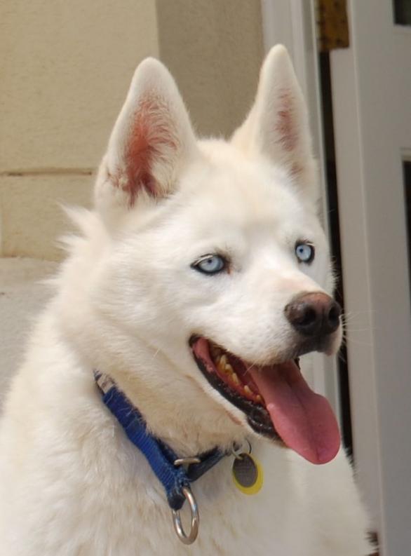 I am Bolo, and I am looking for a home