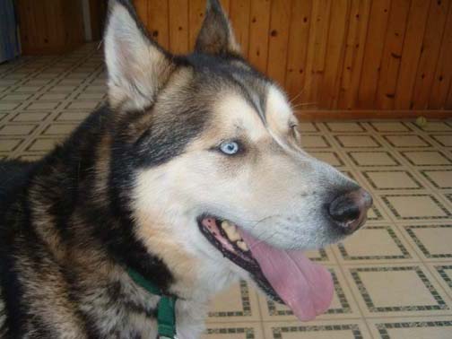 I am Capone, and I am looking for a home