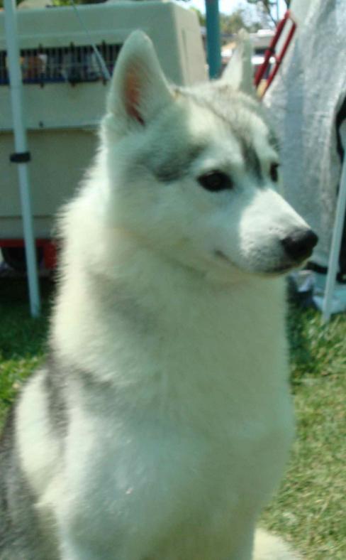I am Charger, and I am looking for a home
