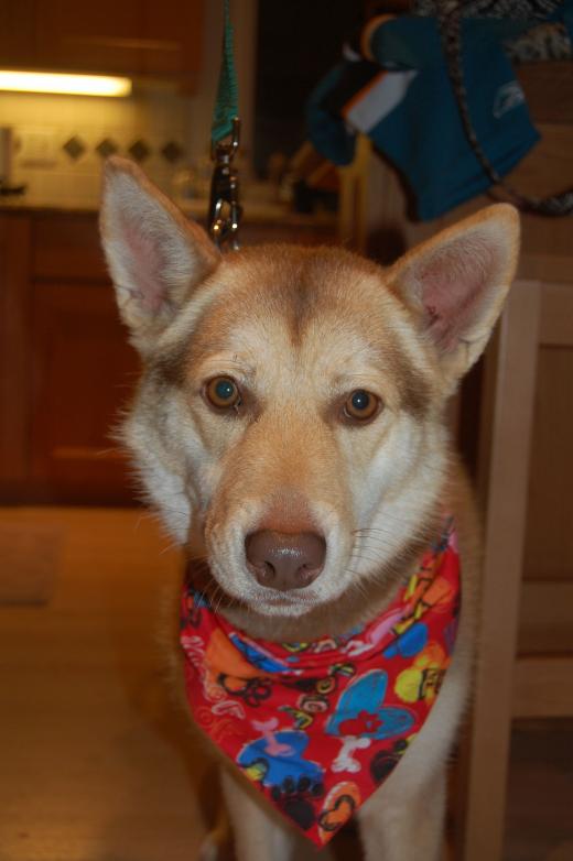 I am Chloe, and I found a home!