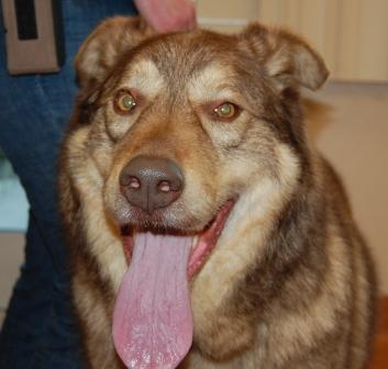 I am Chuy, and I found a home!