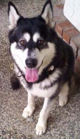 I am Dauphin (phin), and I am looking for a home