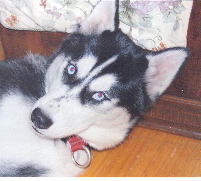 I am Denali, and I found a home!