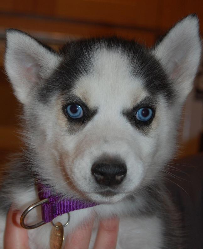 I am Donna, and I found a home!