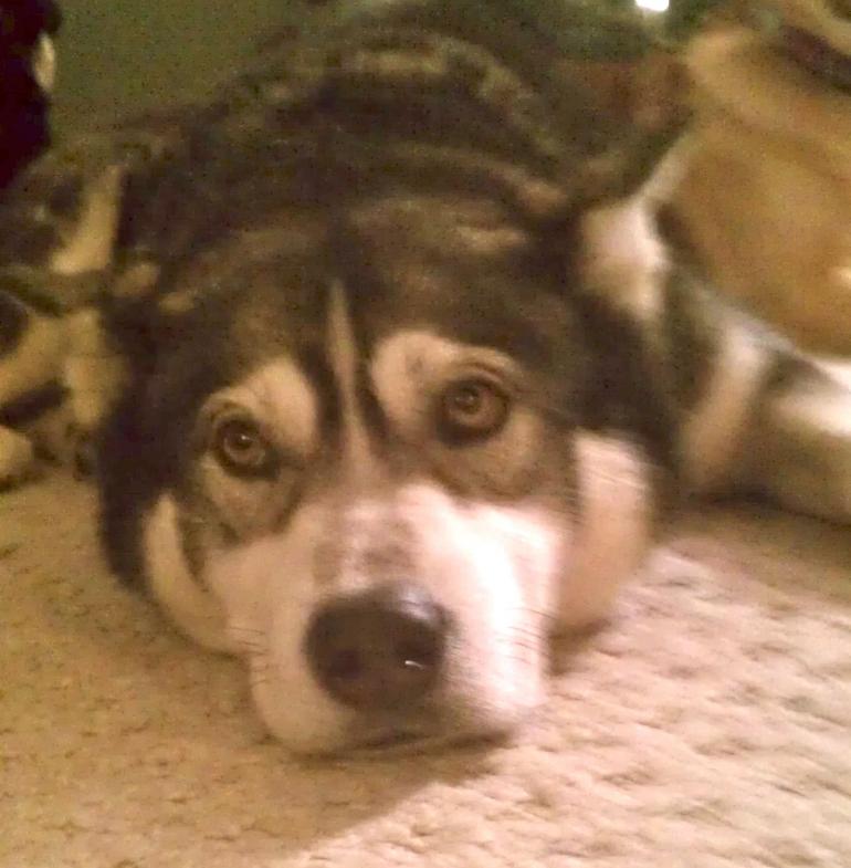 I am Gauge, and I am looking for a home