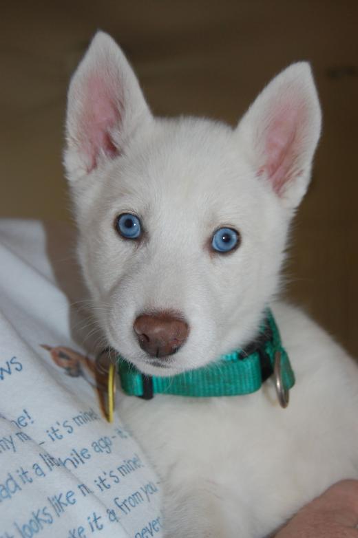 I am Green Collar, and I found a home!