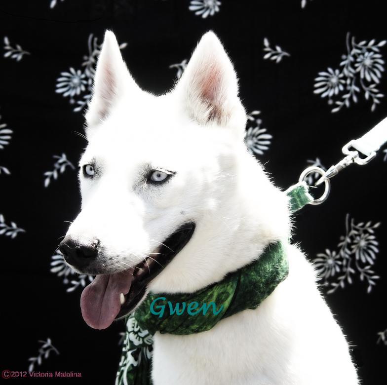 I am Gwen, and I am looking for a home