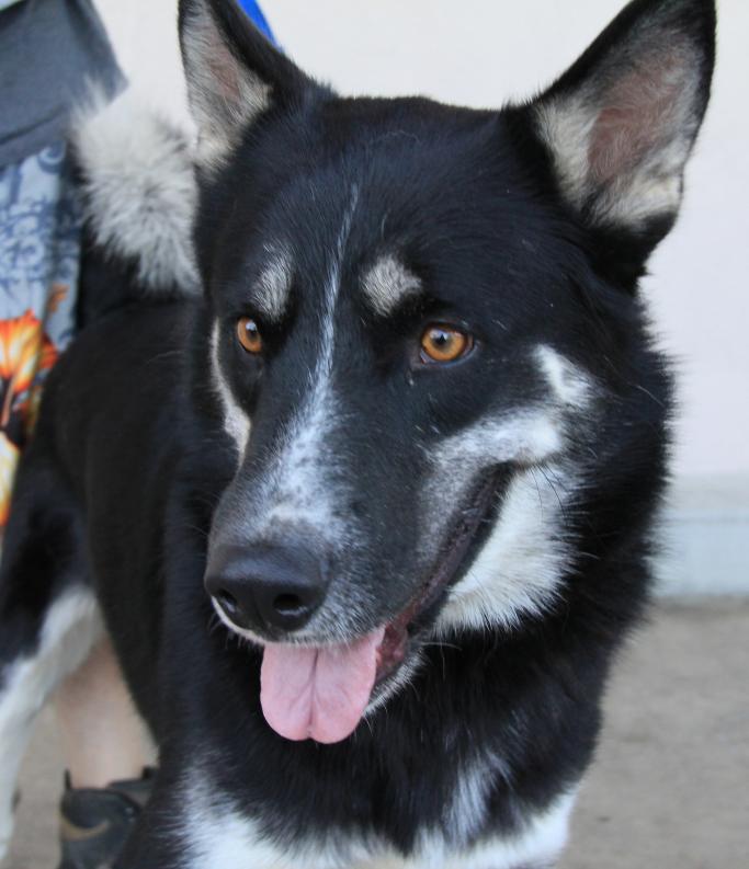 I am Hershey, and I am looking for a home