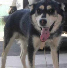 I am Honda, and I am looking for a home