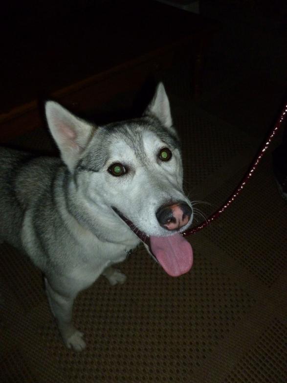 I am Inga, and I found a home!
