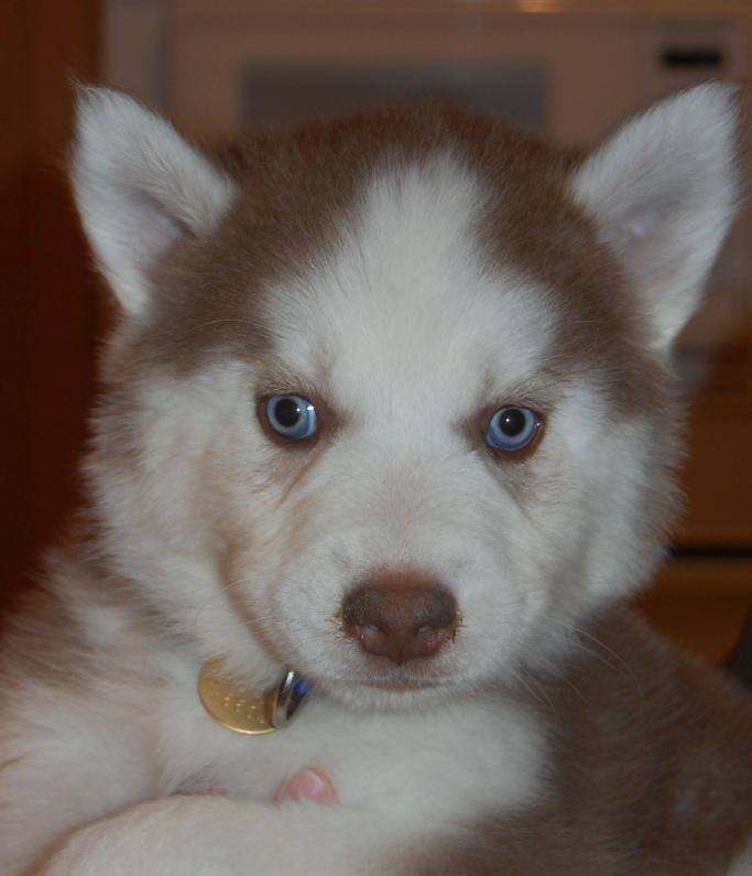 I am Jax, and I found a home!