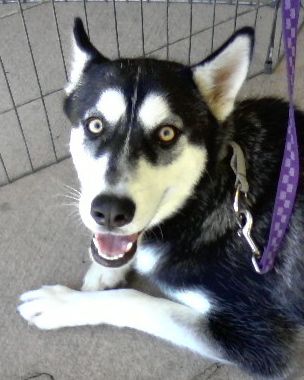 I am Juno, and I found a home!