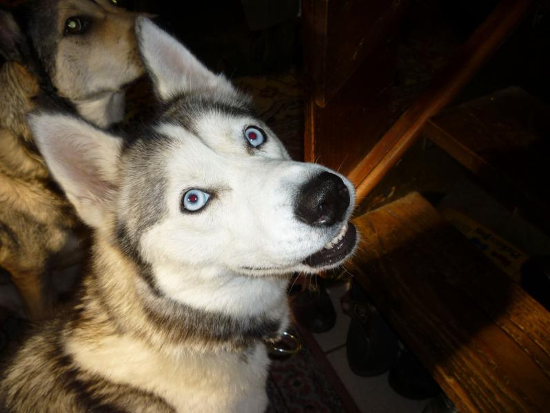 I am Kiya, and I am looking for a home
