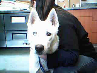 I am Koda, and I found a home!