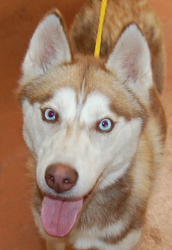 I am Lady, and I found a home!