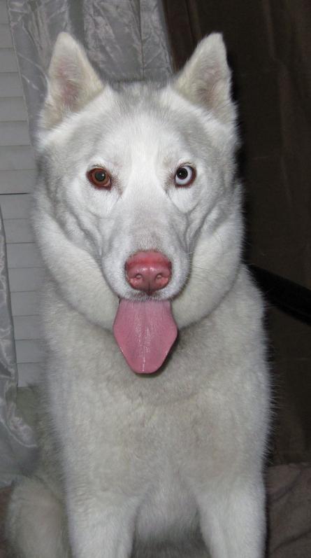 I am Kayla, and I found a home!
