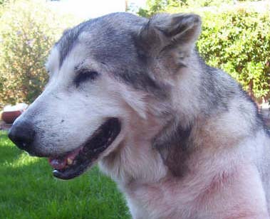 I am Loba, and I am looking for a home