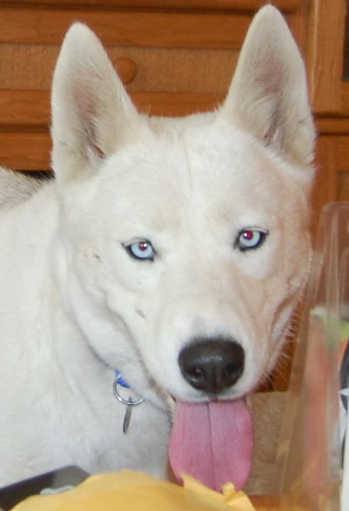 I am Loba, and I found a home!