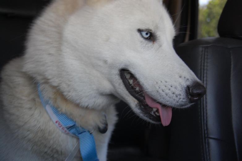 I am Ella, and I found a home!