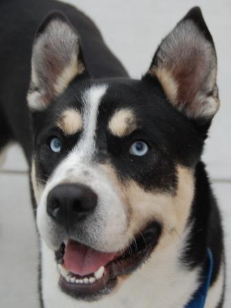 husky puppies for sale bay area miniature husky dogs for sale san francisco bay area breeds picture husky puppies for sale bay area miniature husky dogs for sale san francisco bay area breeds picture