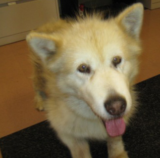 I am Mallie, and I am looking for a home