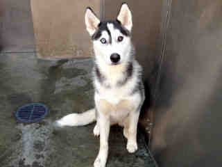 I am Mea, and I found a home!