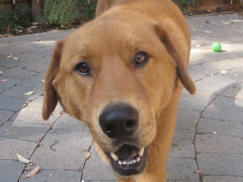 I am Indy, and I am looking for a home