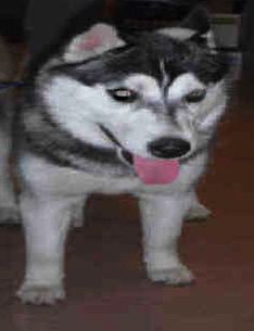I am Nala, and I found a home!