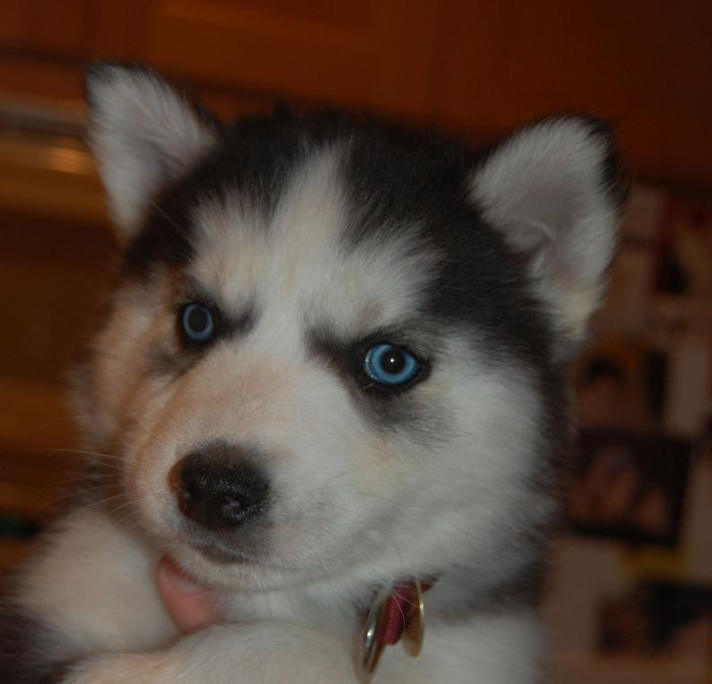 I am Opie, and I found a home!