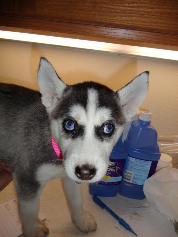 I am Pink Collar, and I found a home!