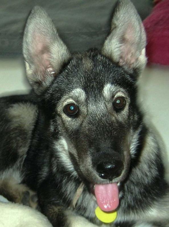 I am Puppy, and I am looking for a home