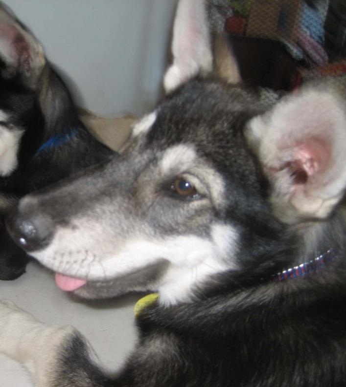 I am Puppy Male, and I am looking for a home