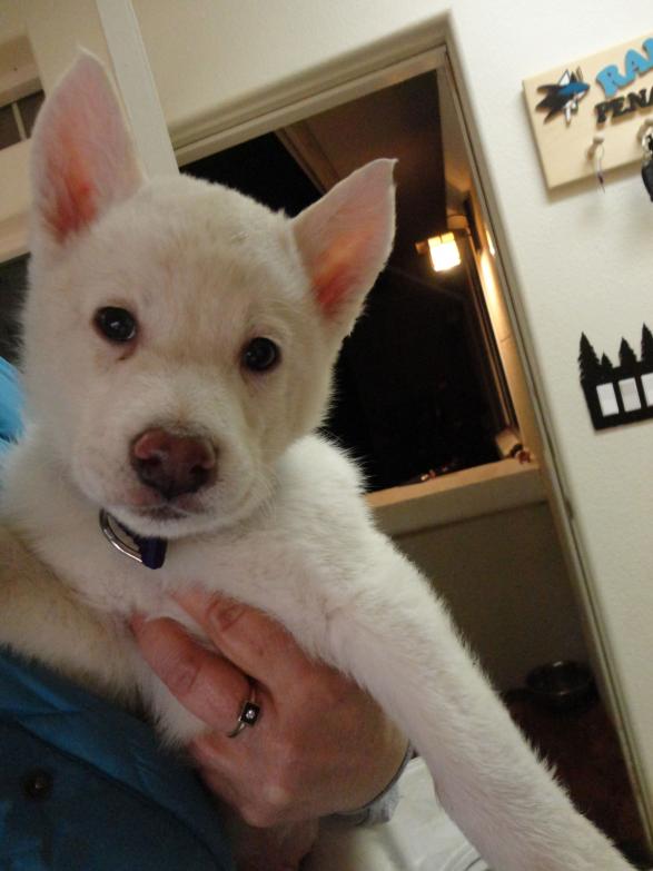 I am Purple Collar, and I found a home!