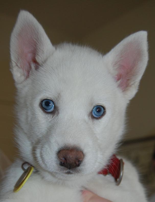 I am Red Collar, and I found a home!