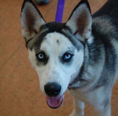 I am Rhett, and I am looking for a home