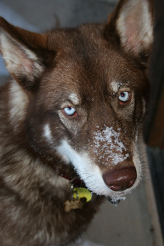 I am Rhodes, and I am looking for a home