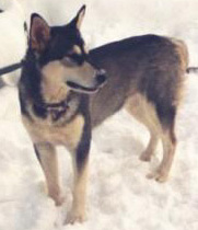 I am Rockie, and I am looking for a home