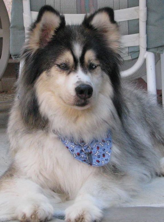 I am Romeo, and I found a home!