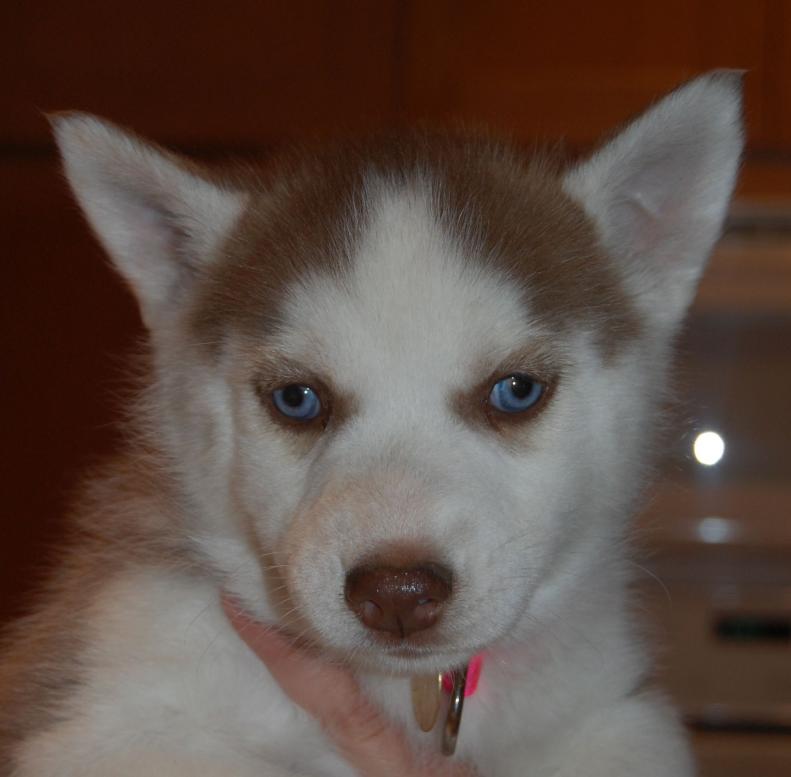 I am Rosie, and I found a home!
