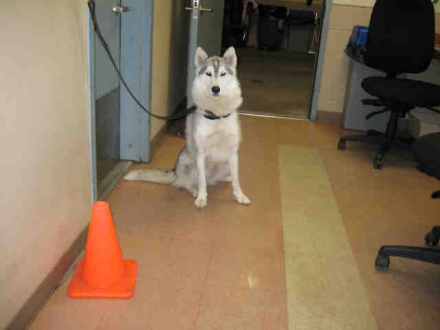 I am Sally, and I found a home!