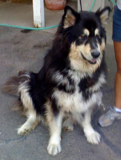 I am Sam, and I am looking for a home