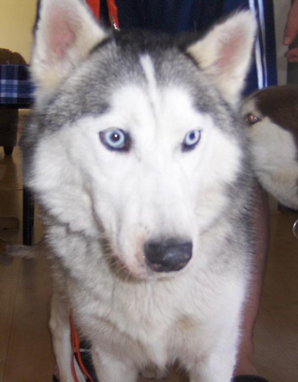 I am Sam (samson), and I found a home!