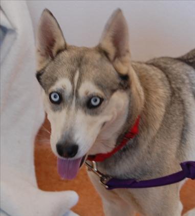 I am Scarlett, and I am looking for a home